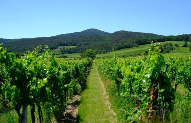 Üzüm bağında güzel sıralar