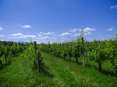 Üzüm bağında güzel sıralar