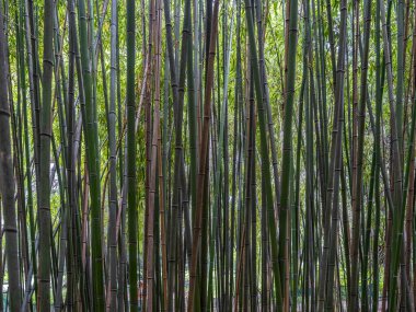 Güzel bambu ormanı. Bambu Arkaplanı