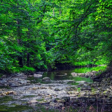 Ormandaki küçük nehir. Güzel doğa arkaplanı