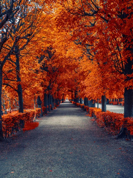 Осенняя Аллея Парке Желтыми Листьями — стоковое фото