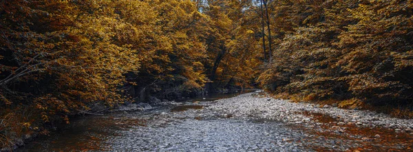Ormandaki Nehir Güzel Doğa Arkaplanı — Stok fotoğraf