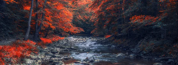 森林里的河流 美丽的自然背景 — 图库照片