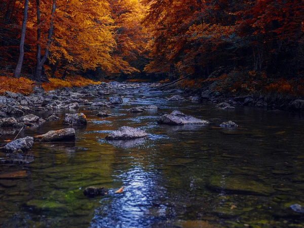 Ποτάμι Στο Δάσος Όμορφο Φόντο Της Φύσης — Φωτογραφία Αρχείου