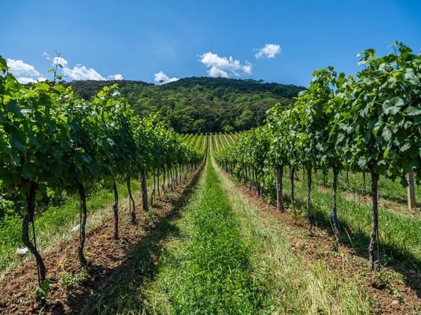 Beautiful Rows Grapes Vineyard — Stock Photo, Image