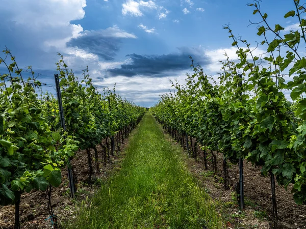 Mooie Rijen Druiven Wijngaard — Stockfoto