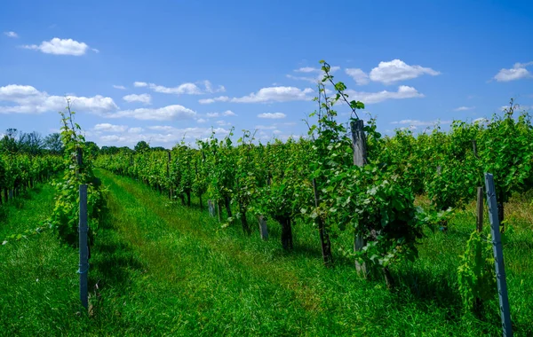 ブドウ畑のブドウの美しい列 — ストック写真