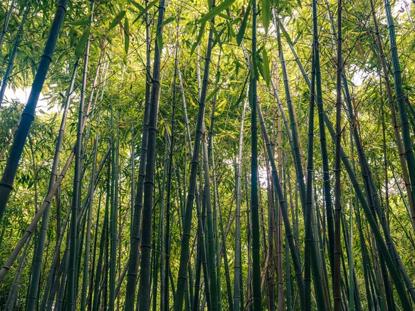 Güzel bambu ormanı. Bambu Arkaplanı