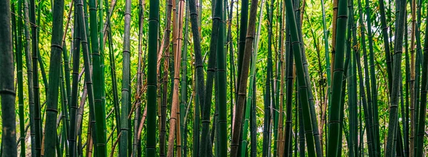 Wunderschöner Bambuswald Bambus Hintergrund — Stockfoto