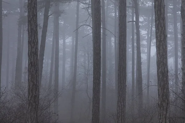 清晨雾蒙蒙的森林 笼罩在浓雾之中 — 图库照片
