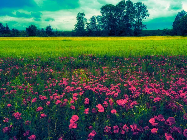 beautiful landscape with flowers and field of grass