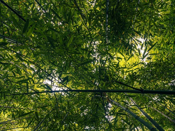 Arbori Bambus Grădină Frumos Fundal Naturii Fotografie de stoc