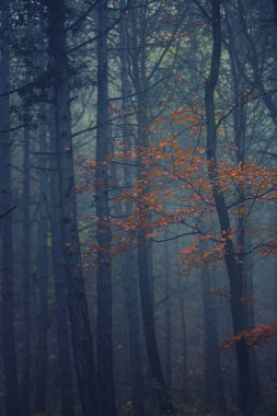 Turuncu yapraklı karanlık sonbahar ormanlarının güzel manzarası 