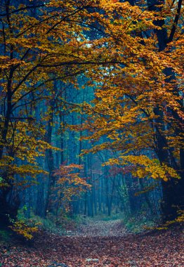 Ağaçlar ve parlak yapraklarla dolu güzel sonbahar manzarası