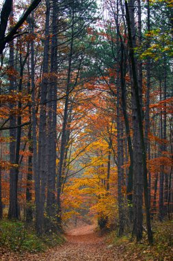 Sonbahar ormanlarında turuncu yapraklı patika 