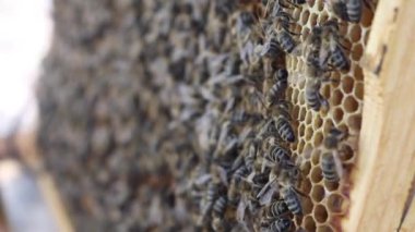 Arılar kovanın içinde çalışır, çiçek nektarını bala dönüştürürler..