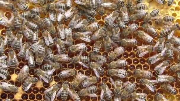 Пчелы Работают Внутри Улья Перерабатывают Цветочный Нектар Мед — стоковое видео