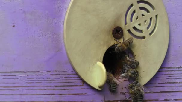 Пчелы Возле Мухи Улье Одни Пчелы Улетают Поисках Нектара Другие — стоковое видео