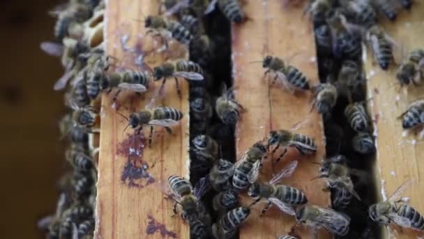 Пчелы Работают Внутри Улья Перерабатывают Цветочный Нектар Мед — стоковое видео