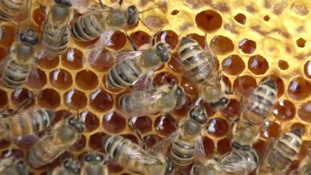 Bienen Arbeiten Bienenstock Sie Verarbeiten Blütennektar Honig — Stockvideo