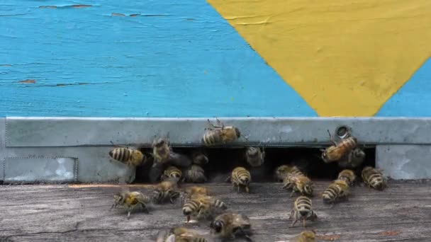 蜂窝里苍蝇旁边的蜜蜂 有些蜜蜂飞出去寻找花蜜 有些蜜蜂带着花蜜回来了 — 图库视频影像