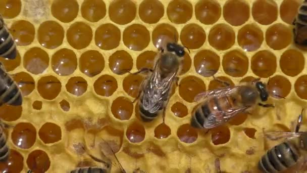 Arılar Kovanın Içinde Çalışır Çiçek Nektarını Bala Dönüştürürler — Stok video