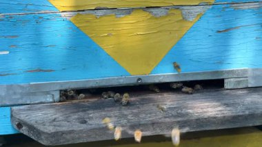 Arı kovanına yapılan yavaş çekimde arıların uçuşunu ve nektarla geri dönüşünü gösteriyor. Arı uçuş şablonları, tozlaşma ve koloni aktivitelerinin detaylı görüntüsü.