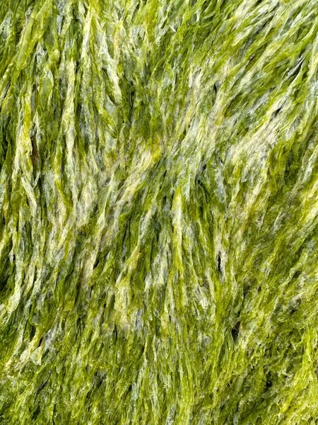 海藻绿色纹理背景宏观 高质量的照片 — 图库照片