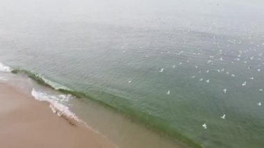 Quadcopter İHA saldırısı. Sahilde ve denizde uçan bir kuş sürüsüyle uçuyor. Yüksek kaliteli FullHD görüntüler