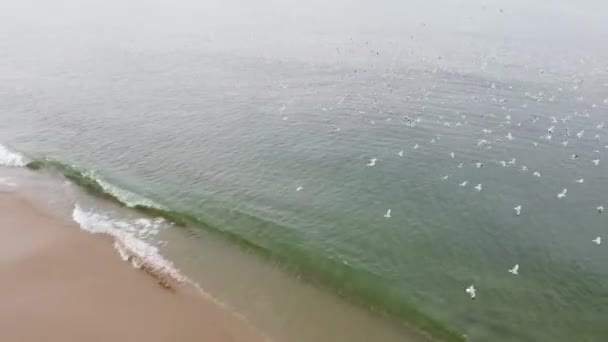Quadcopter Drone Shooting Sobrevoando Praia Mar Com Bando Pássaros Voadores — Vídeo de Stock