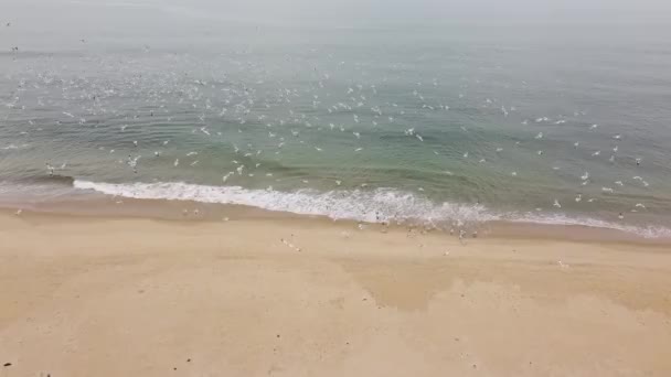 Beyaz Kuş Sürüsü Martılar Denizin Plajın Üzerinde Daireler Çiziyor Kuş — Stok video