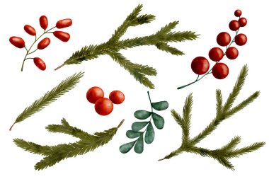 Suluboya kış çiçekleri. El çizimi köknar ağacı dalları, kırmızı böğürtlenler beyaza izole edilmiş. İğneli Evergreen çam ağacı dalı. Noel tatili tasarımı için yeşillik unsurları
