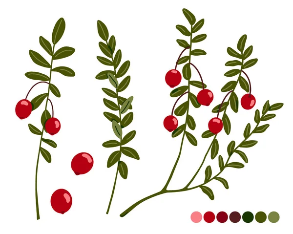 Conjunto Ilustrações Vetoriais Cranberry Bagas Ramos Floresta Vermelha Norte Com — Vetor de Stock