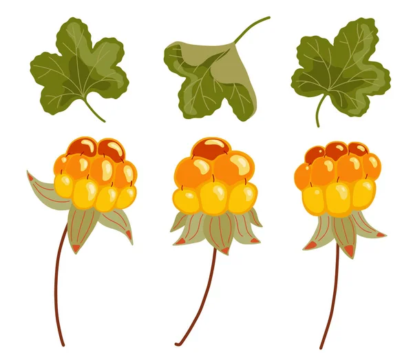 Cloudberry Vektor Nastaven Žluté Pomerančové Bobule Listy Skandinávské Ovoce Ilustrace — Stockový vektor