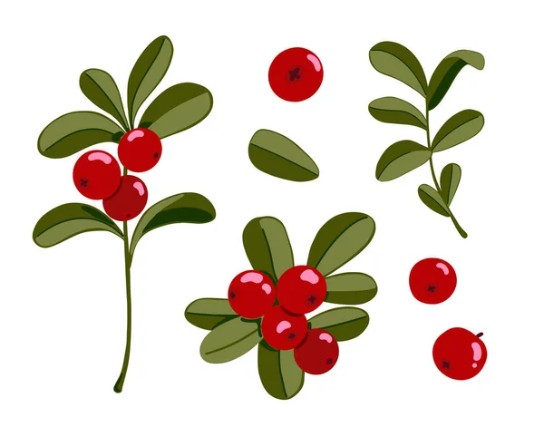 覆盆子植物 越橘病媒图解 北部红色的森林浆果和分枝 叶子被白色背景隔离 手绘漫画健康食品 含维生素和抗氧化剂 — 图库矢量图片