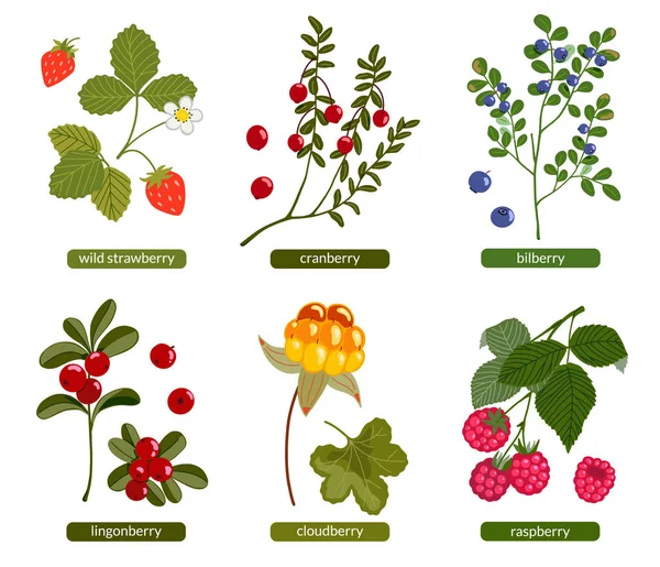 Bagas Norte Definidas Lingonberry Cranberry Bilberry Cloudberry Framboesa Ilustração Vetor — Vetor de Stock