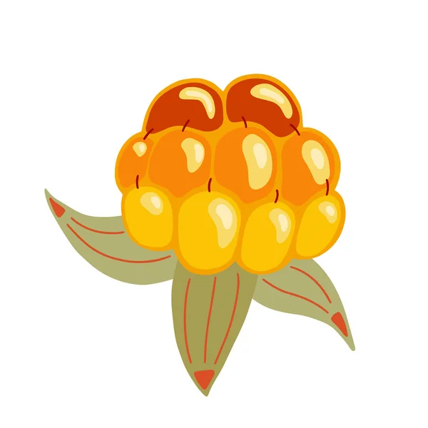 Cloudberry Vektor Illustration Leuchtend Gelbe Orange Beeren Nördliche Früchte Isoliert — Stockvektor