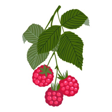 Ahududu vektör çizimi. Beyaz arka planda yaprakları olan kırmızı olgun orman meyveleriyle el çizimi bir dal. Paketleme ve baskı için kuzeyin tatlı sağlıklı yiyecek çizimi