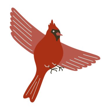 Kırmızı kardinal kuş vektör çizimi. Kuzeyli tatlı ötücü kuş beyaz arka planda izole edilmiş. Kış ormanı kuşu, Noel ve ruhani sembolizm hayvanı