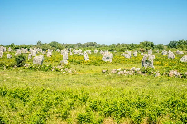 Carnac石是法国西北部布列塔尼南部海岸附近一个非常密集的巨型岩石群 — 图库照片