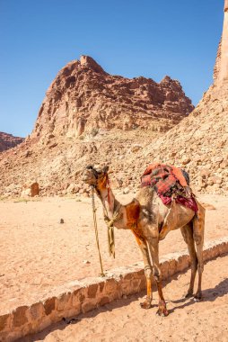 Wadi Rum Vadisi 'ndeki Lawrences Bahar Dağı' nın yanındaki deve - Ürdün