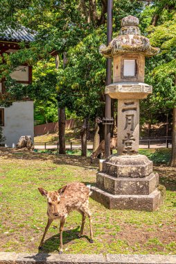 Japonya, Nara Park 'taki Sika Geyiği' ne bakın.