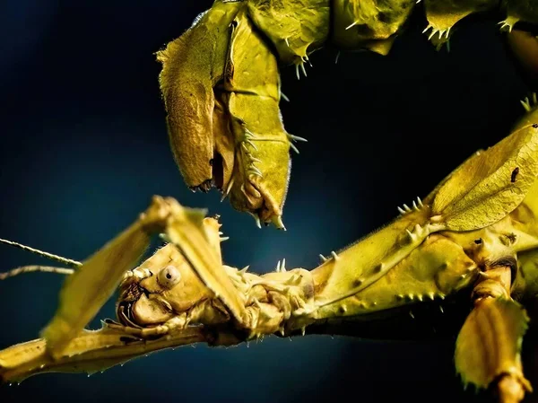 棘皮性昆虫 Extatosoma Tiaratum オーストラリアのスティック昆虫の大種 クローズアップ — ストック写真