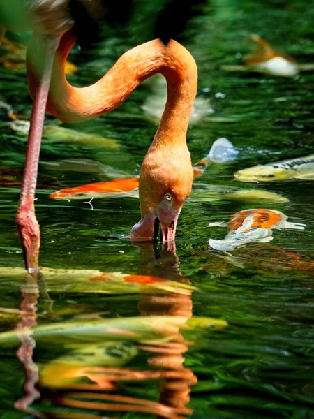 Różowy Flamingo Zbliżenie Jego Dziób Wodzie Koi Ryb Pływających Wokół — Zdjęcie stockowe