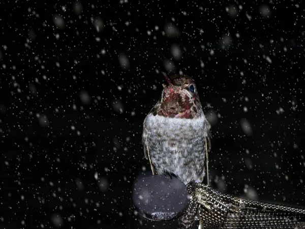 Colibrì Anna Arroccato Nell Oscurità Durante Nevicate — Foto Stock