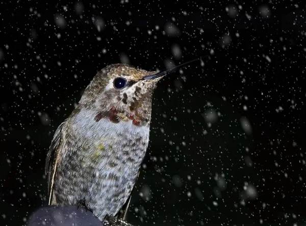 大雪中 安娜的蜂鸟栖息在黑暗中 — 图库照片