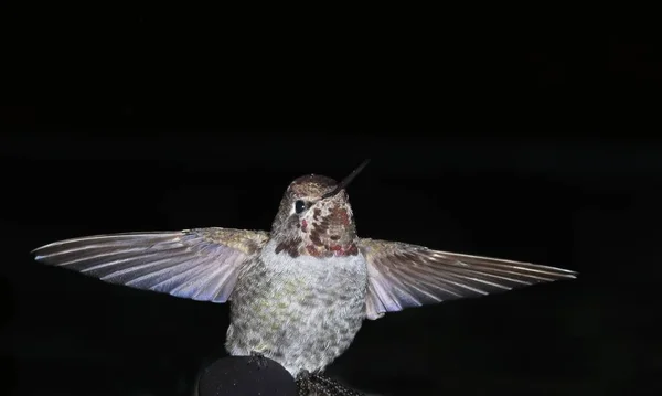 Anna Hummingbird Perched Darkness — Stock Photo, Image
