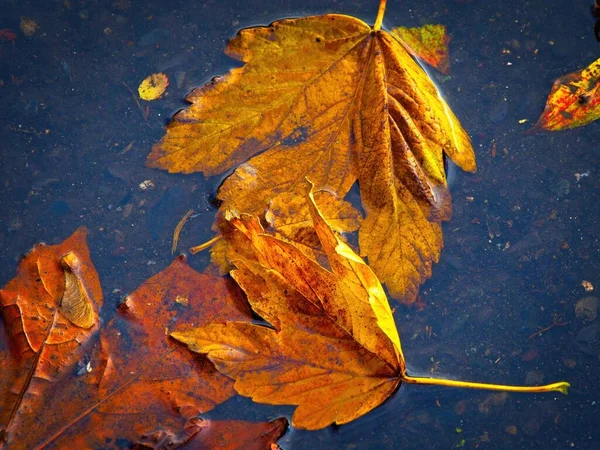 Textura Folhas Molhadas Agulhas Abeto Caídas Outono Chão — Fotografia de Stock