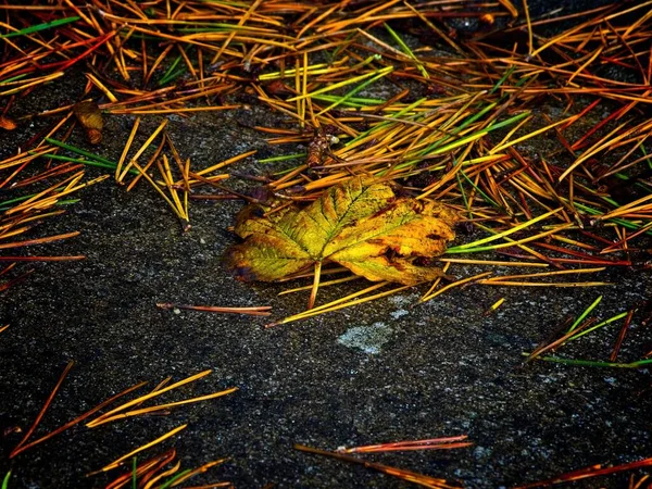 Текстура Влажных Листьев Еловых Иголок Осенью Упала Землю — стоковое фото