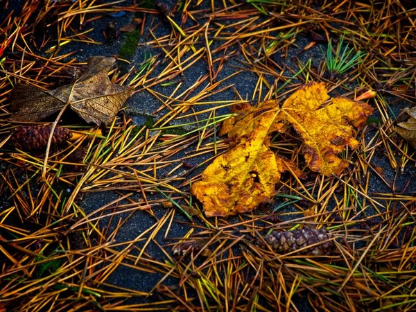 Ősszel Földre Hullott Nedves Levelek Fenyőtűk Szerkezete — Stock Fotó